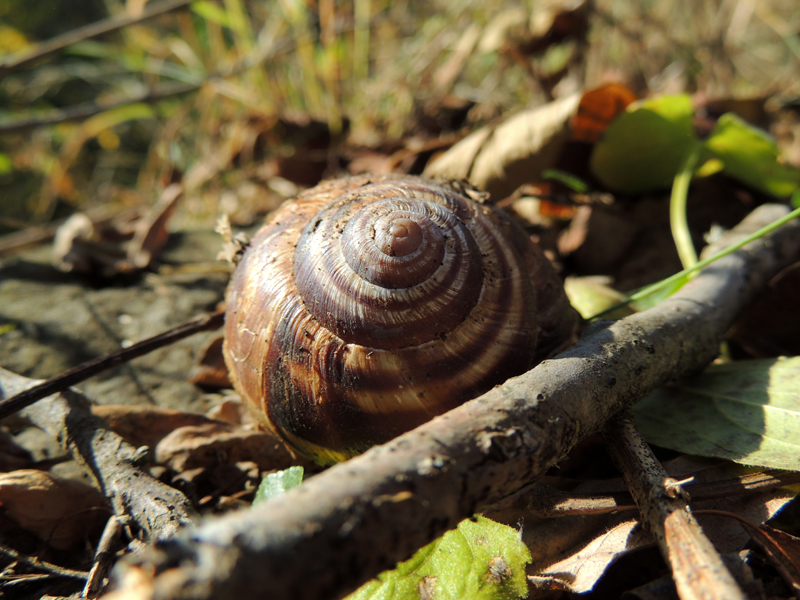 На мосту я увидел Улитку... На мосту я увидел Улитку...