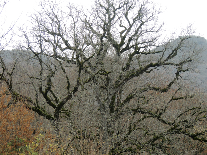 Дерево приготовилось встретить зиму... Дерево приготовилось встретить зиму...