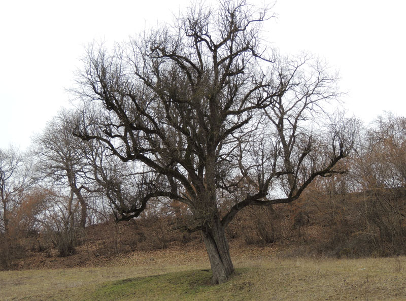 В ожидании весны... В ожидании весны...