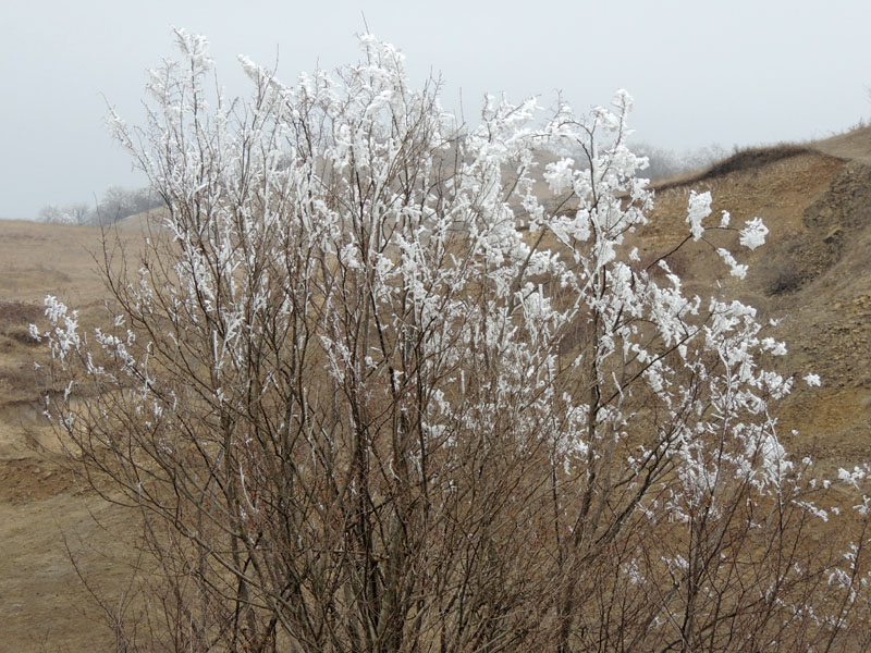 Серебристые ветки. Серебристые ветки.
