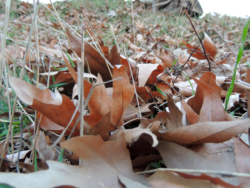 Вовращаемся домой. Прошлогодние листья. Вовращаемся домой. Прошлогодние листья.