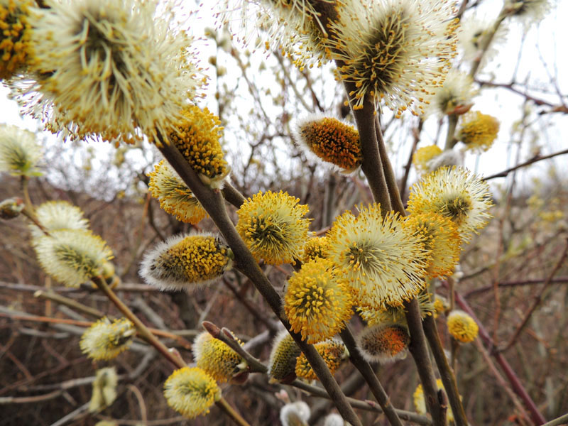 Верба. Верба.