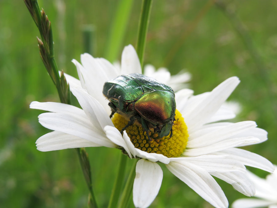 Жук и Ромашка. Летние фотозарисовки. Жук и Ромашка. Летние фотозарисовки.