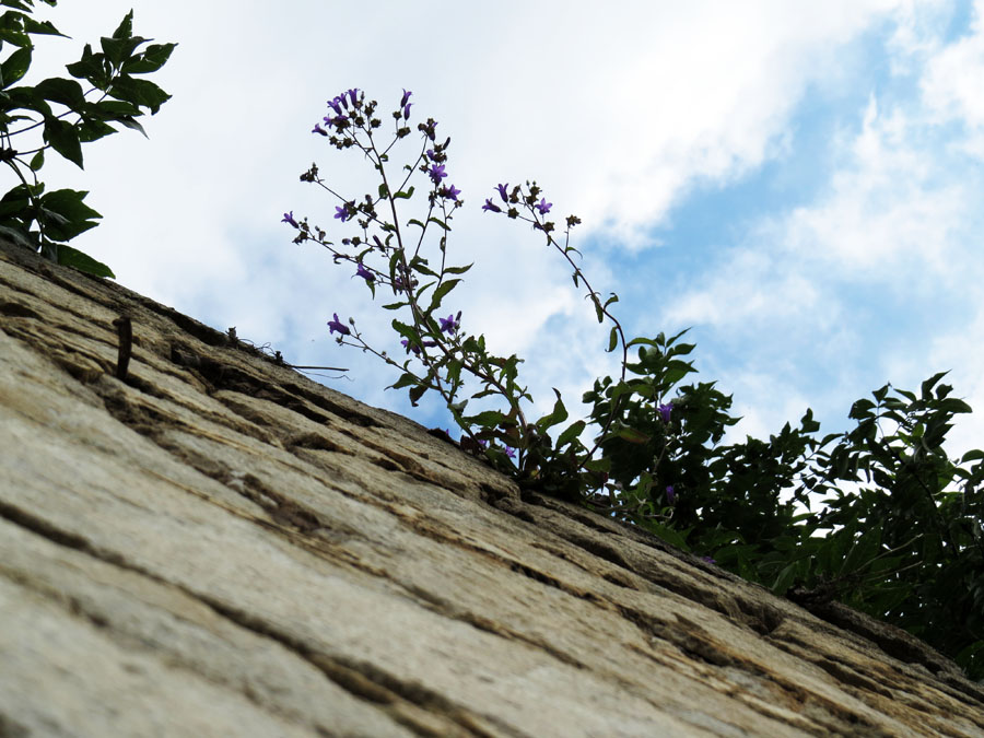 Отвесная стена. Летние фотозарисовки. Отвесная стена. Летние фотозарисовки.