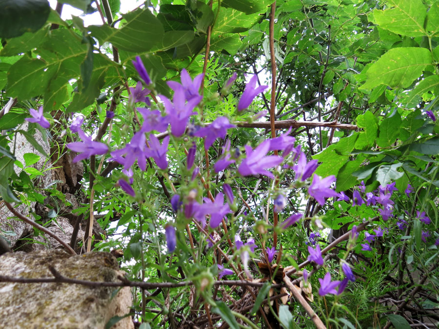 Кувшинки. Летние фотозарисовки. Кувшинки. Летние фотозарисовки.