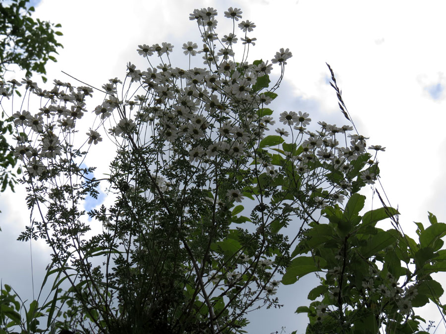 Ромашки на заборе на фоне неба. Летние фотозарисовки. Ромашки на заборе на фоне неба. Летние фотозарисовки.