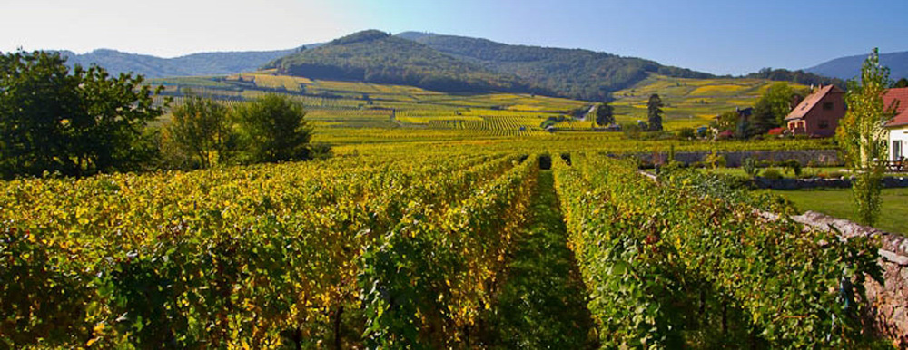 Виноградники земли Эльзас.