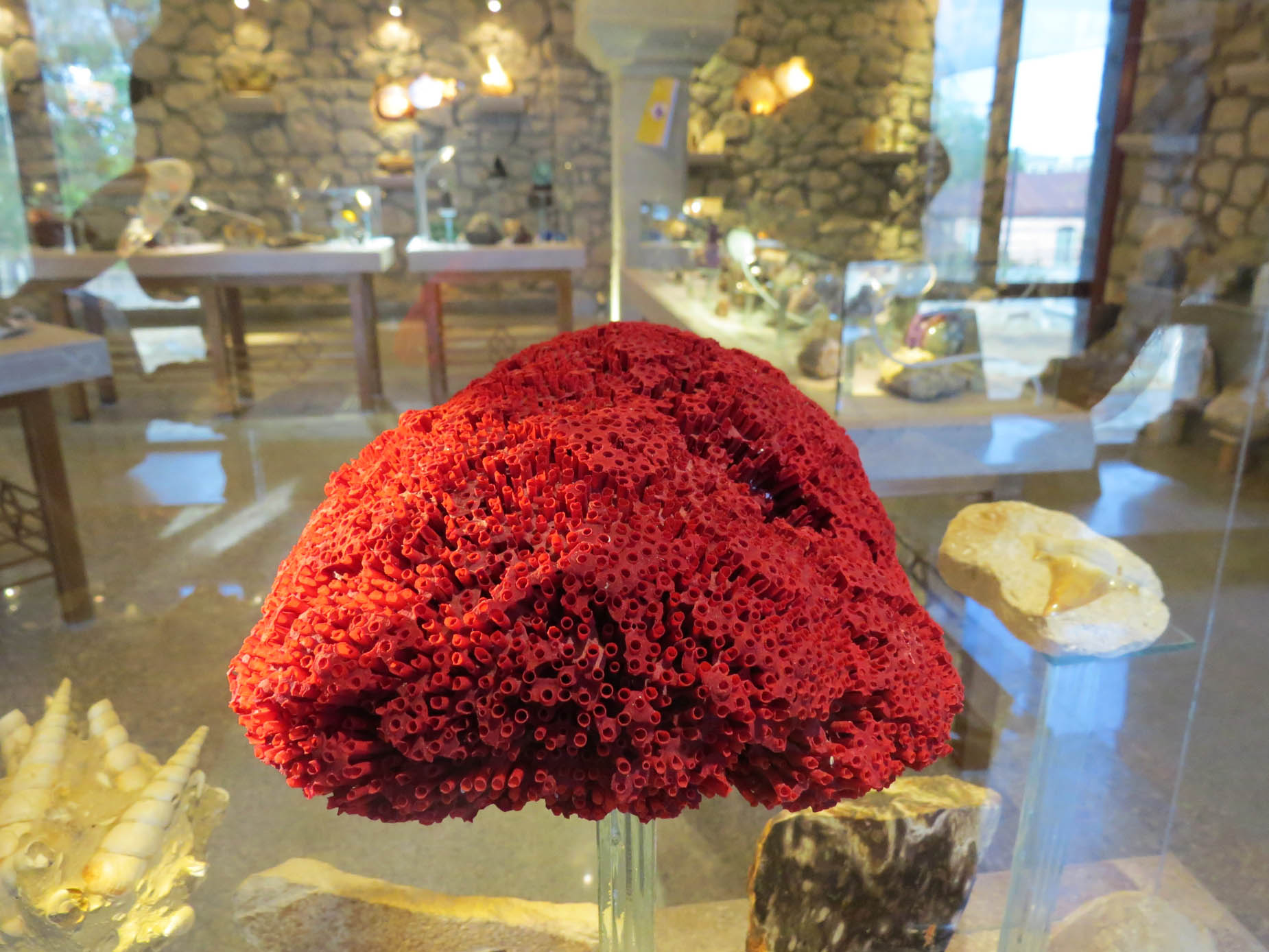 Коралл из Красного моря. Коралл из Красного моря.