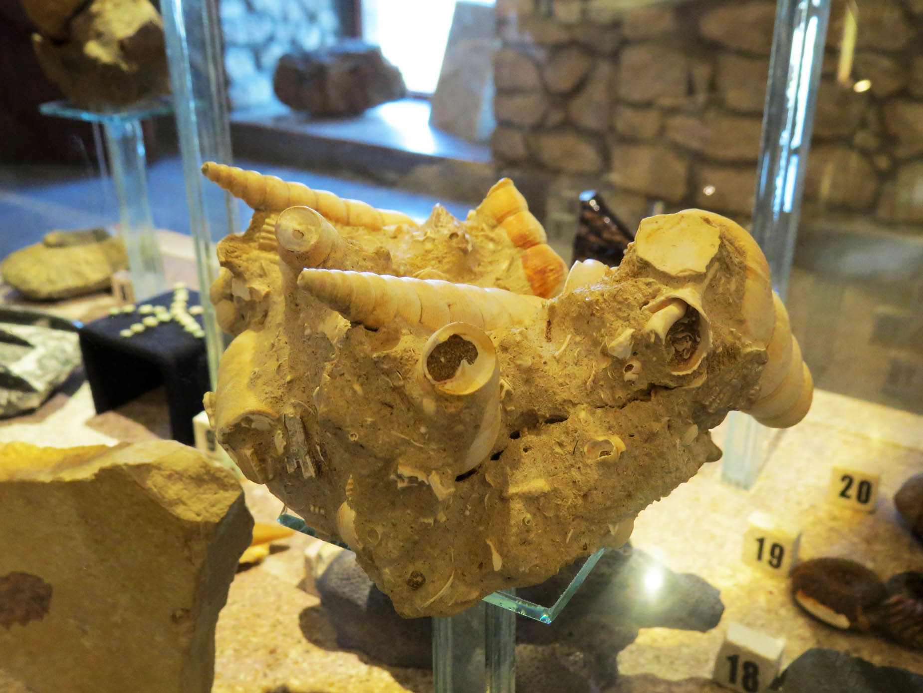 Теритулла. Является раковиной молюсок. Из Франции. Возраст ок.30 млн. лет. Теритулла. Является раковиной молюсок. Из Франции. Возраст ок.30 млн. лет.