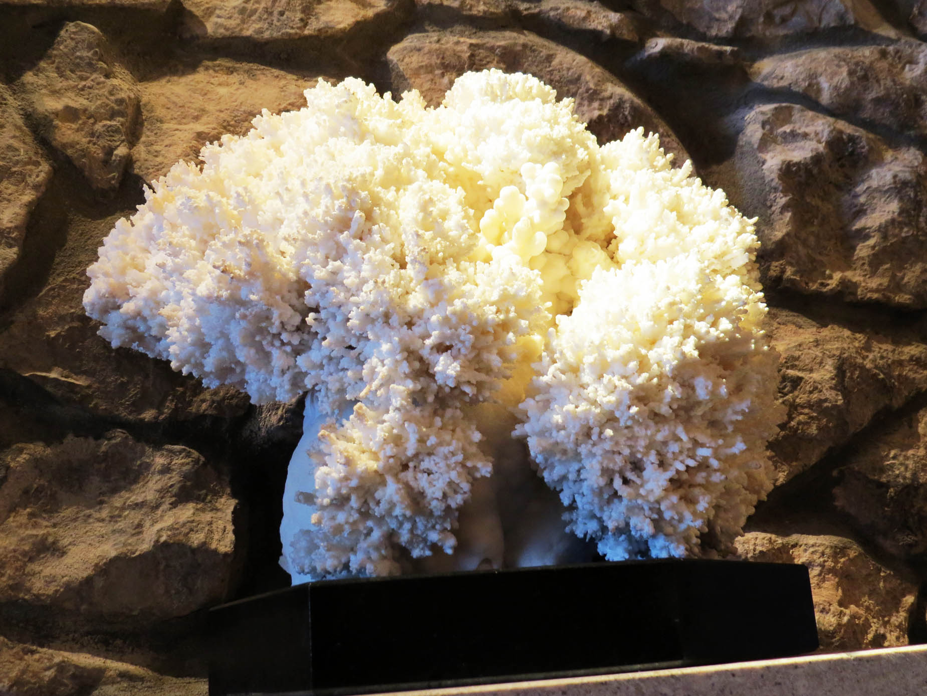 Экспонат геологического музея. Экспонат геологического музея.