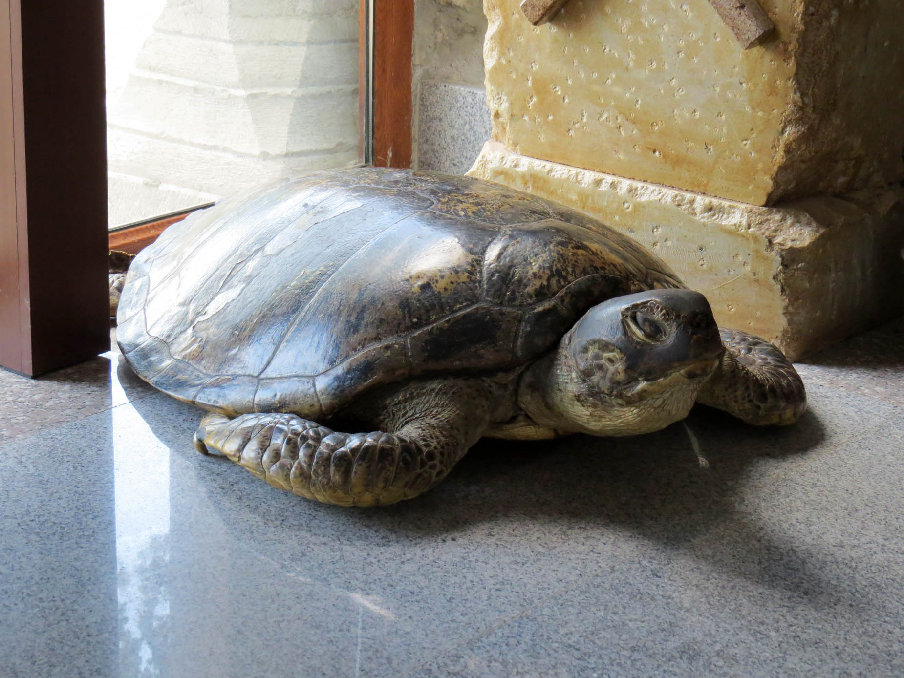 Гигантская черепаха с Галапогосских островов. Гигантская черепаха с Галапогосских островов.