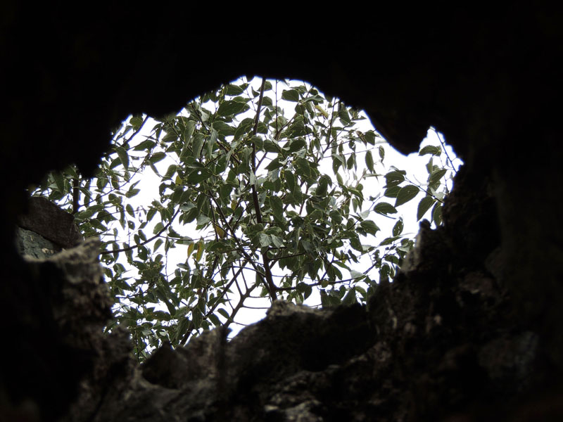 Сквозь сгоревший ствол, дупло этого дерева. Сквозь сгоревший ствол, дупло этого дерева.