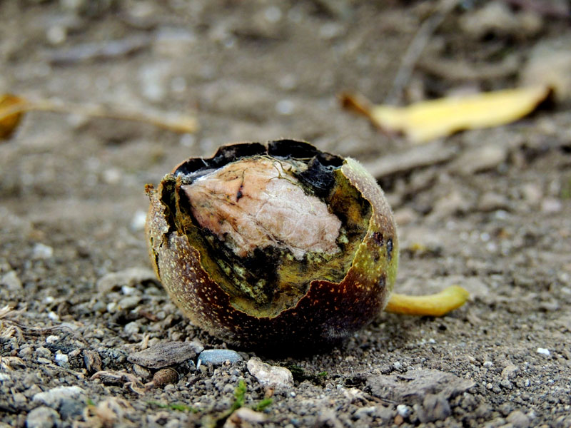 Поспевший орех. Поспевший орех.