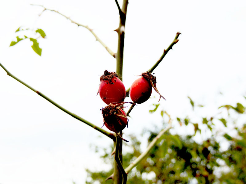 Шиповник. Шиповник.