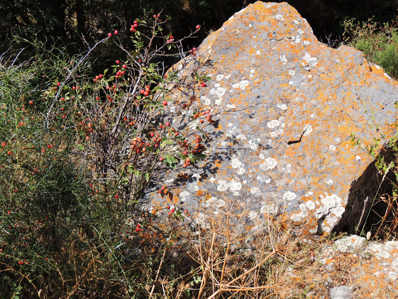 Шиповник и Шиповник и