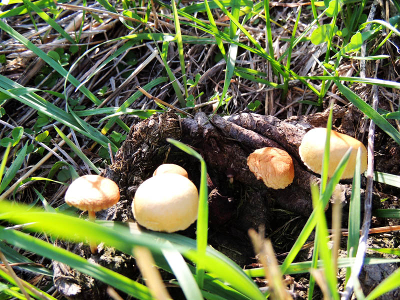 Грибное семейство. Грибное семейство.