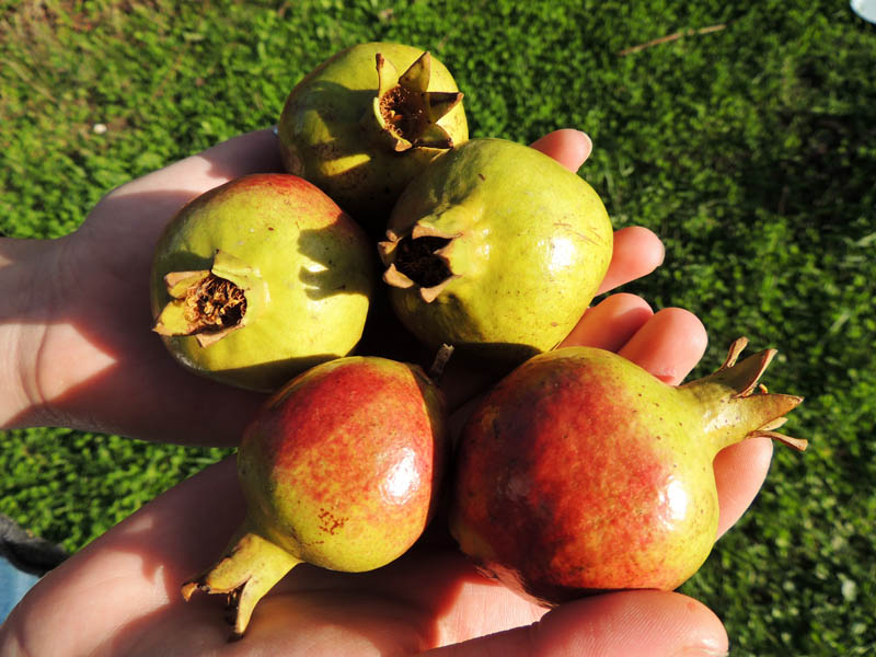 Лесные дикие гранаты. Лесные дикие гранаты.