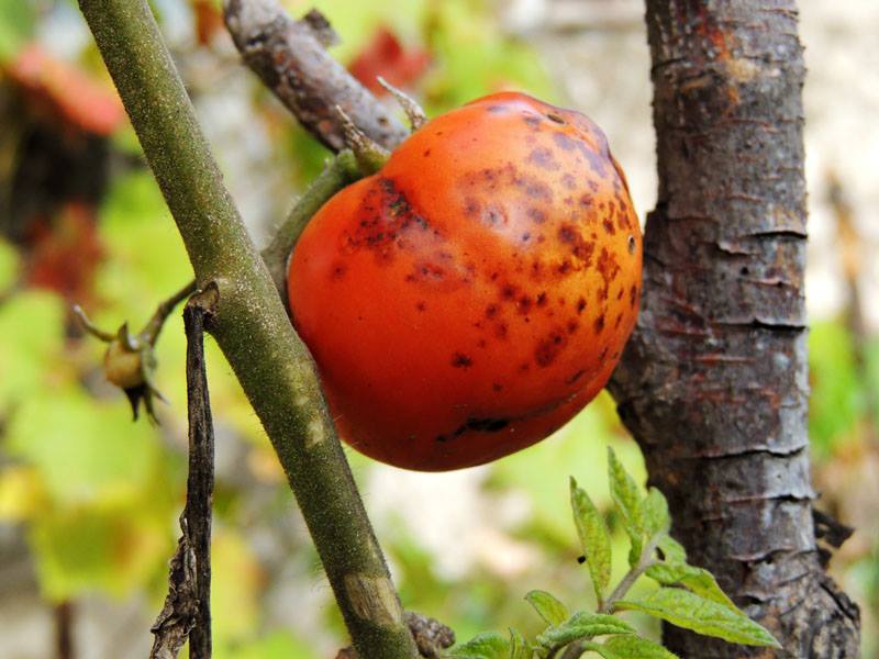 Забытый на грядке, замерзший помидор. Забытый на грядке, замерзший помидор.