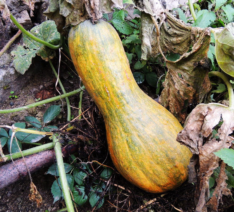 Забытая тыква. Забытая тыква.