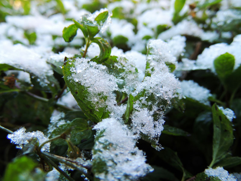Икринки снега на листях мяты. Икринки снега на листях мяты.