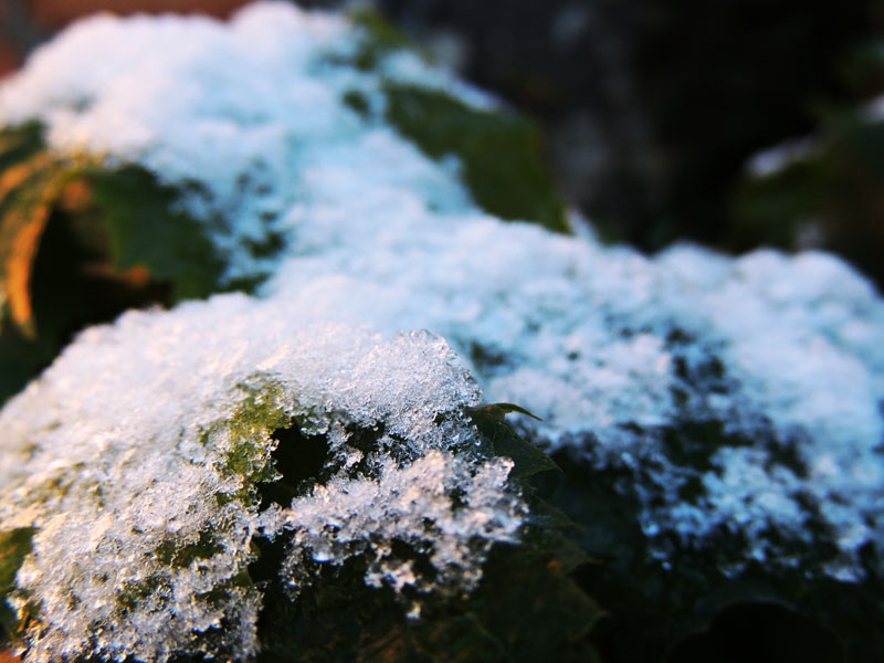Снежок на виноградных листьях. Снежок на виноградных листьях.