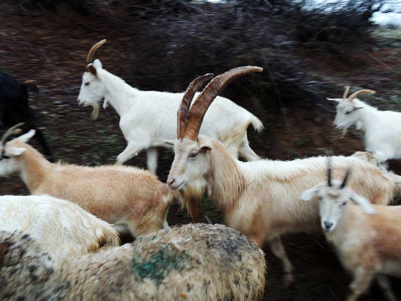 Наверное, вожак у них, этот рогатый...)) Наверное, вожак у них, этот рогатый...))