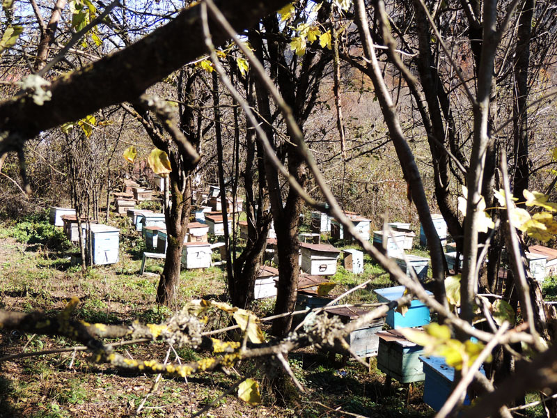Почти в каждом дворе есть улья. Почти в каждом дворе есть улья.