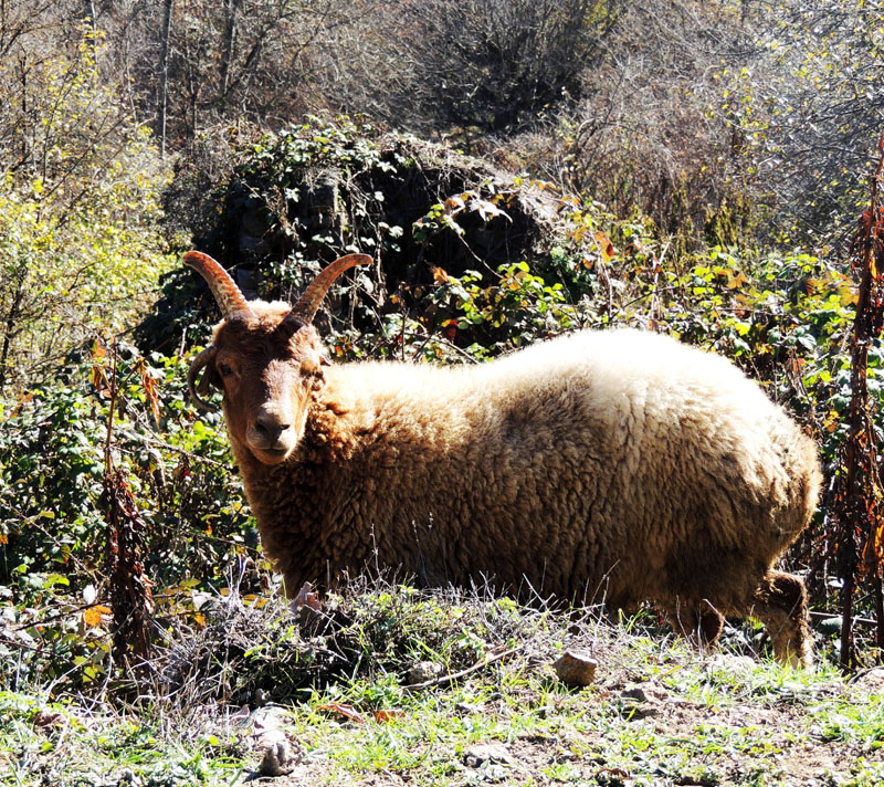 Баран подозрительно и агрессивно провожает нас взглядом. Баран подозрительно и агрессивно провожает нас взглядом.