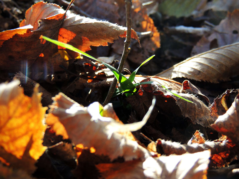 Зелёная травинка среди жухлых листьев.