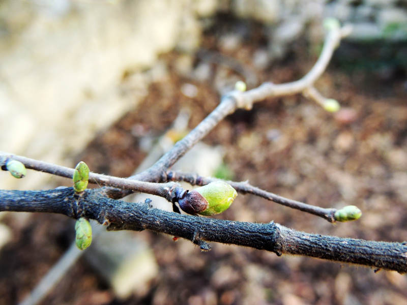Месяц тепла сделал своё дело - появились почки на ветках деревьев. Месяц тепла сделал своё дело - появились почки на ветках деревьев.