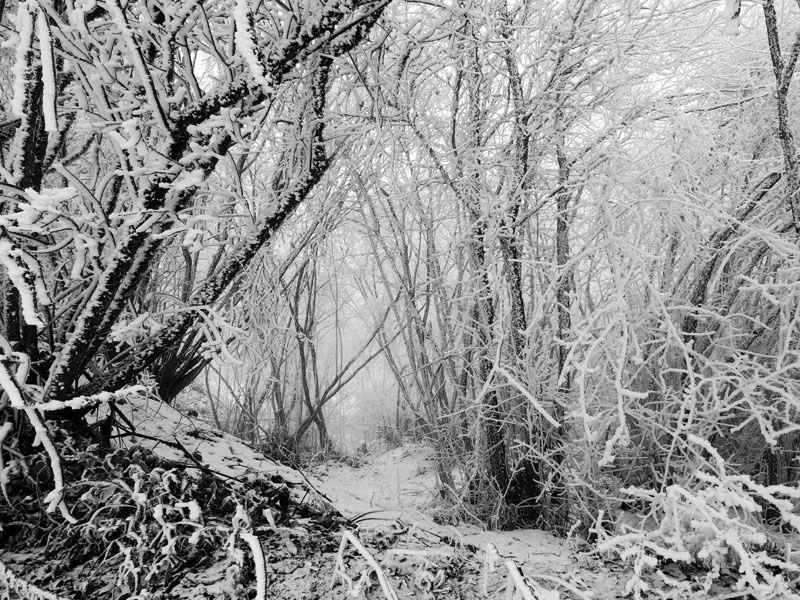 Фото 4. Черно-белый снимок. Фото 4. Черно-белый снимок.