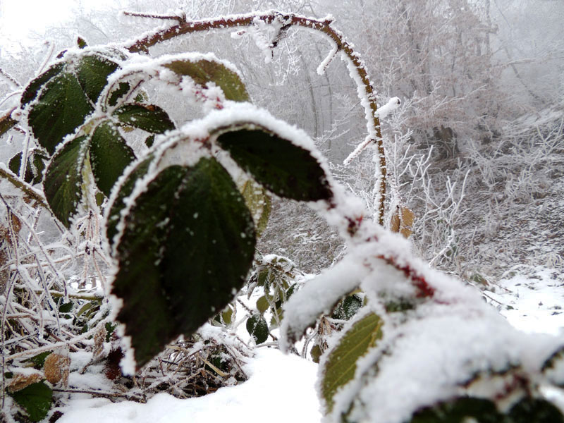 Фото 11. Фото 11.