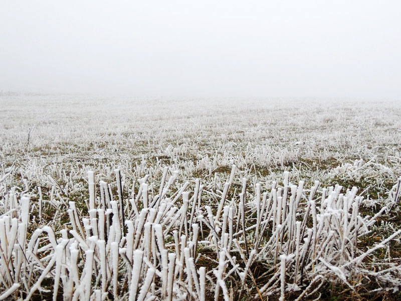 Фото 24. Макросъёмка. Фото 24. Макросъёмка.