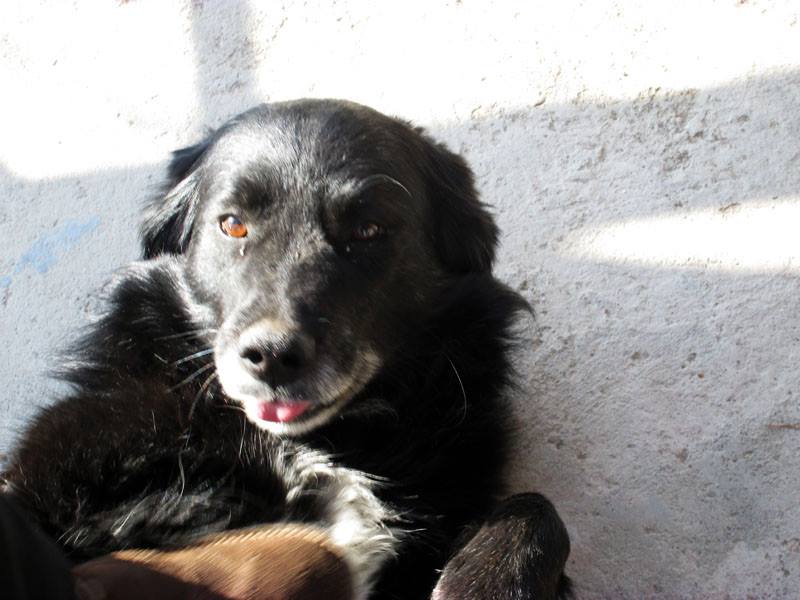 Полкан Арчук. Полкан Арчук.