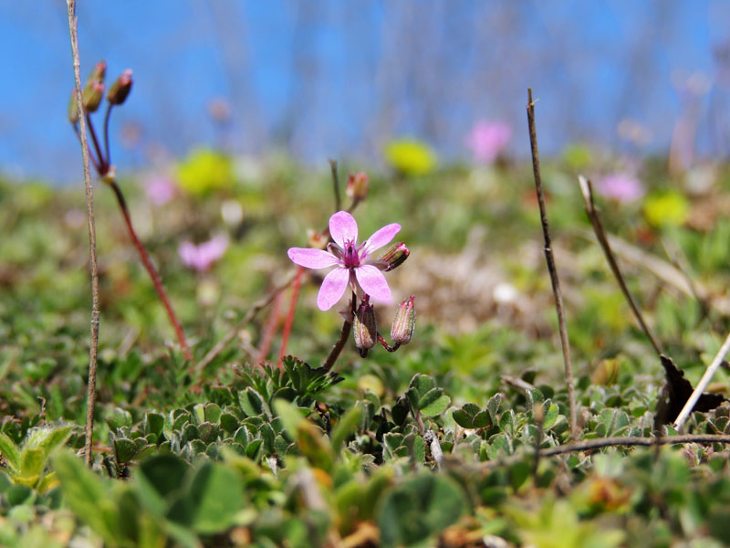 Весенние полевые цветы Весенние полевые цветы
