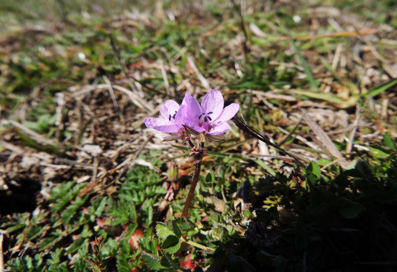 Первоцвет Первоцвет