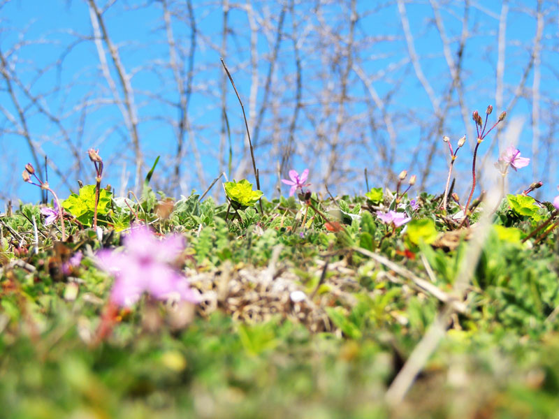 На небольшой полянке - весёлые цвета. На небольшой полянке - весёлые цвета.