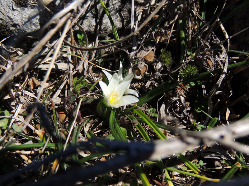 Подснежник. Подснежник.