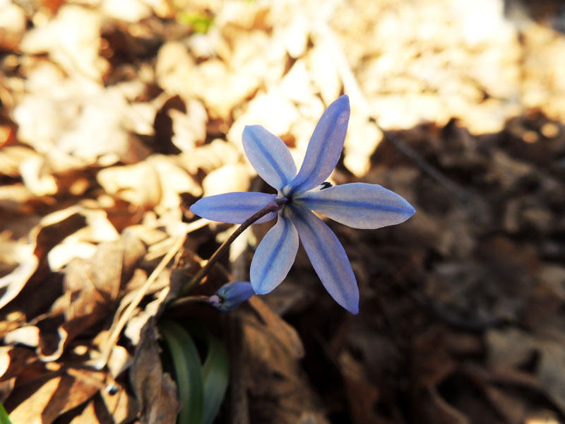 Фиолетовый первоцвет. Фиолетовый первоцвет.