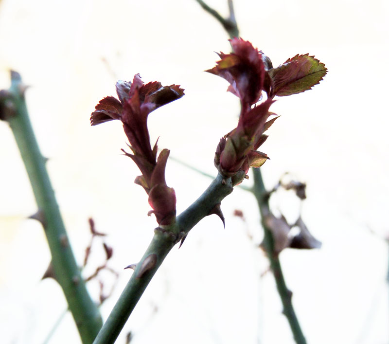 Куст дикой розы - расцветает. Куст дикой розы - расцветает.