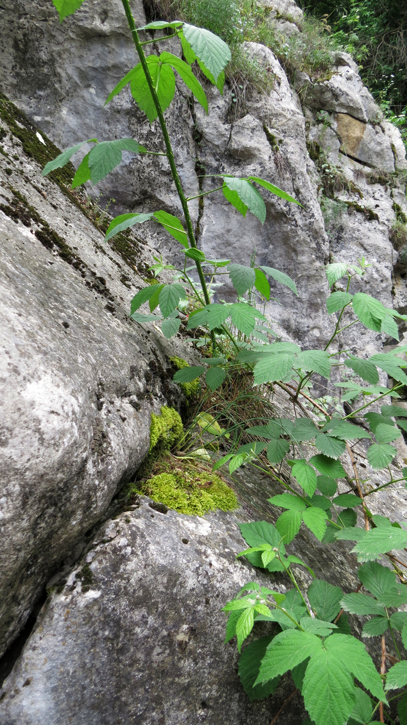Июньские фотозарисовки.
