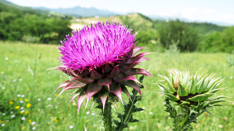 Июньские фотозарисовки. Июньские фотозарисовки.