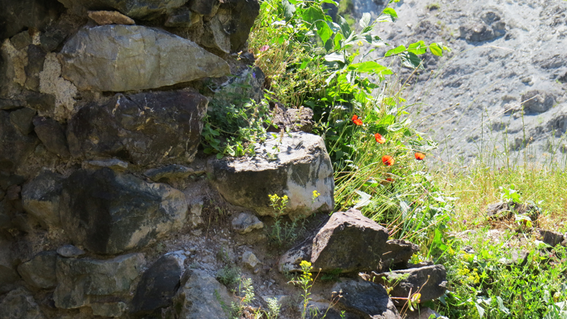 Июньские фотозарисовки. Июньские фотозарисовки.