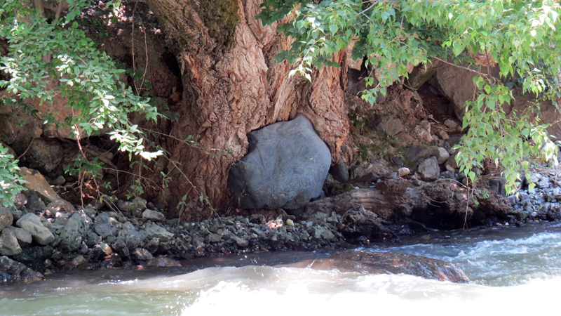 Июньские фотозарисовки. Июньские фотозарисовки.