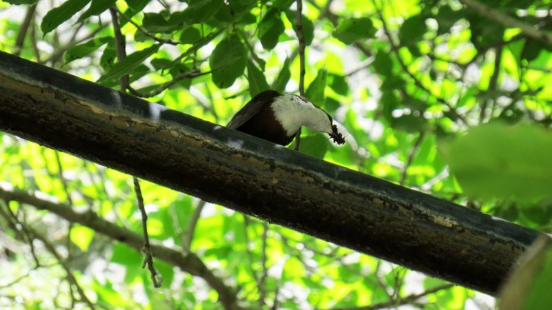 Июньские фотозарисовки. Июньские фотозарисовки.