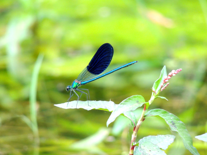 Стрекоза. Стрекоза.