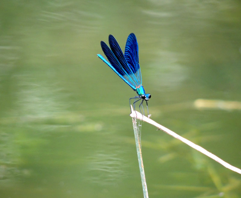 Стрекоза. Стрекоза.