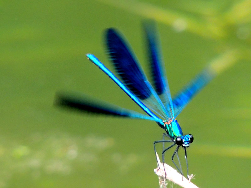 Стрекоза. Стрекоза.