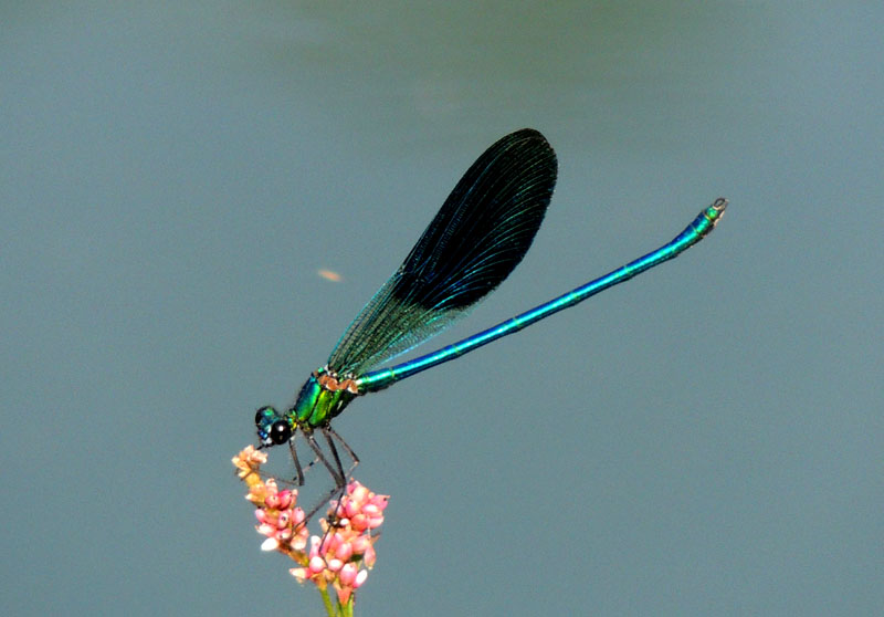 Стрекоза. Стрекоза.