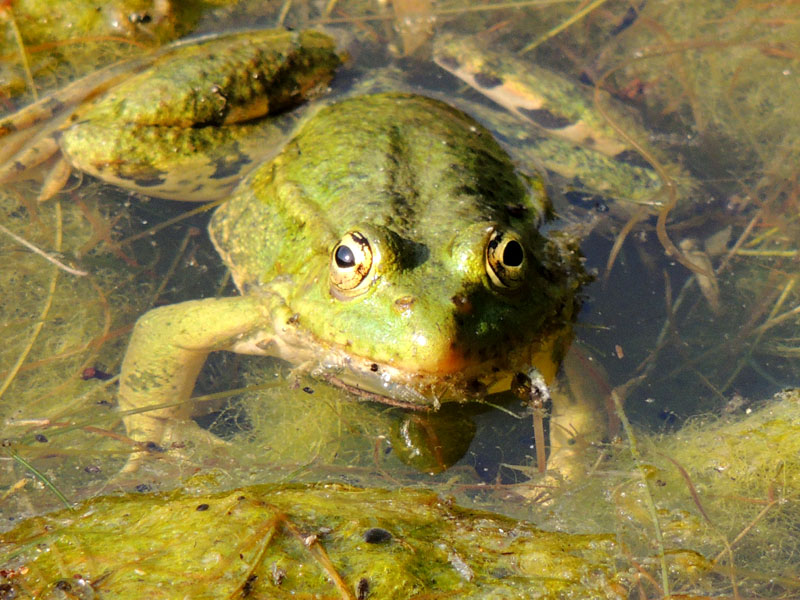 Лупоглазая. Лупоглазая.